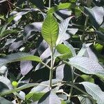 Fuchsia boliviana Övriga