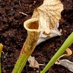 Sarracenia leucophylla 花