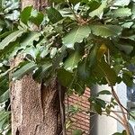 Esenbeckia leiocarpa 葉