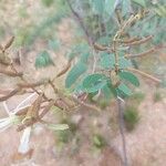 Bauhinia ungulata Fruit