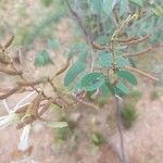 Bauhinia ungulata Plod