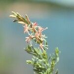 Oenothera suffrutescens Flor