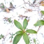 Rhododendron ferrugineumLeaf