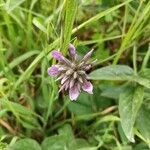 Bituminaria bituminosa Flower