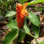 Costus pulverulentus 花