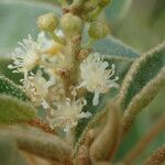 Croton flavens Flower