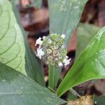 Psychotria kupensis