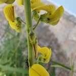 Crotalaria lanceolata Flor