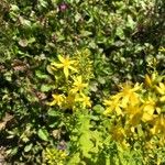 Hypericum hirsutum Flower