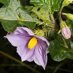 Solanum linnaeanum പുഷ്പം