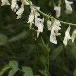 Vicia pisiformis Blüte