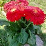 Gerbera jamesonii 花