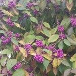 Callicarpa bodinieriVrucht