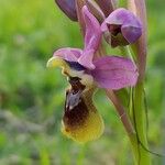 Ophrys tenthredinifera Цвят