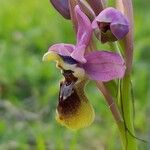 Ophrys tenthredinifera Blomma