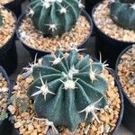 Echinocactus texensis 葉