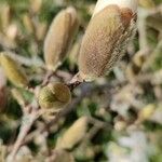 Magnolia stellata Arall