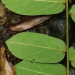 Dalbergiella welwitschii Hoja