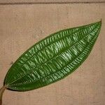 Miconia tschudyoides Leaf