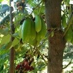 Averrhoa bilimbi Fruit