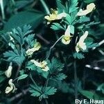 Corydalis flavula Habit