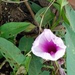 Ipomoea aquatica Blomst