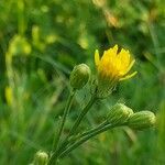 Crepis biennis Flower