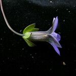 Comastoma pedunculatum Hábito