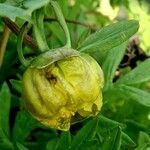 Paeonia delavayi Кветка