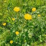 Trollius europaeus Liść