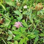 Trifolium medium Hoja