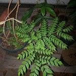 Jacaranda puberula Hoja