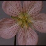 Geranium oreganum Flor