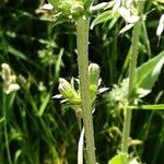 Cichorium endivia Corteza