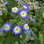 Convolvulus tricolor Flor