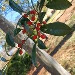 Ilex cassine Fruto