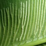 Coniogramme africana Hoja