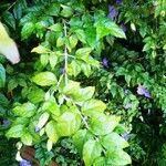 Thunbergia erecta Blad