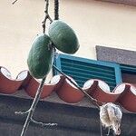 Ceiba pentandra 果實