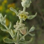 Buddleja scordioides Хабит