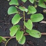 Ipomoea pes-caprae 葉