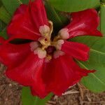 Rhododendron hookeri