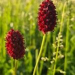 Sanguisorba officinalis Flor