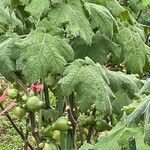 Solanum mammosum Leaf