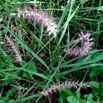 Cenchrus setaceus Habit