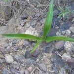 Scilla haemorrhoidalis Leaf