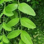 Zanthoxylum chalybeum पत्ता