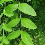 Zanthoxylum chalybeum ഇല