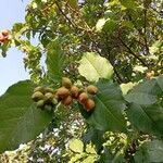 Bunchosia armeniaca Fruit