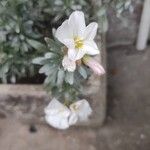 Convolvulus cneorumÇiçek